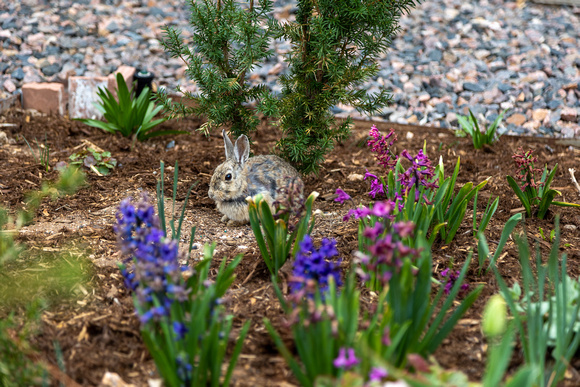 Spring-bunny-1